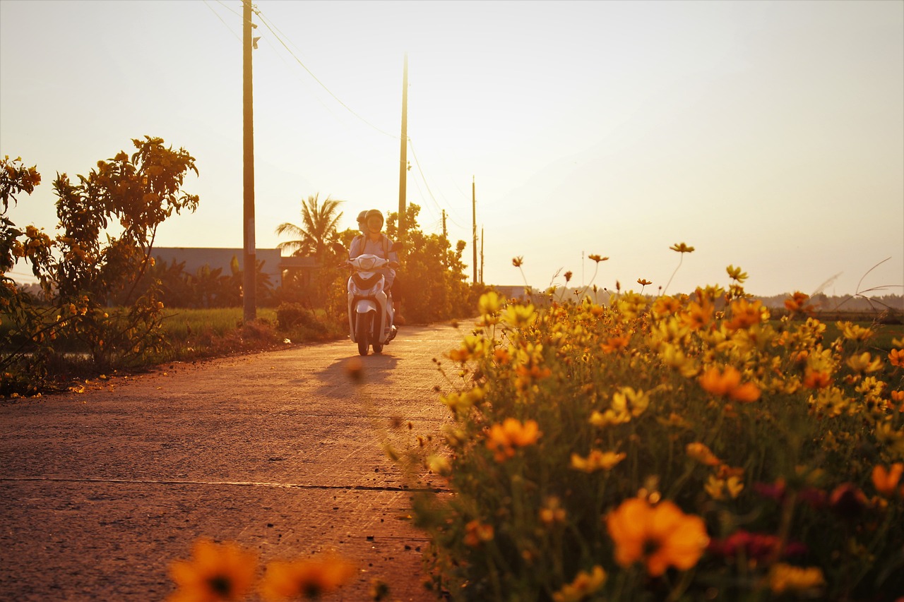 motorcycle, road, wildflowers